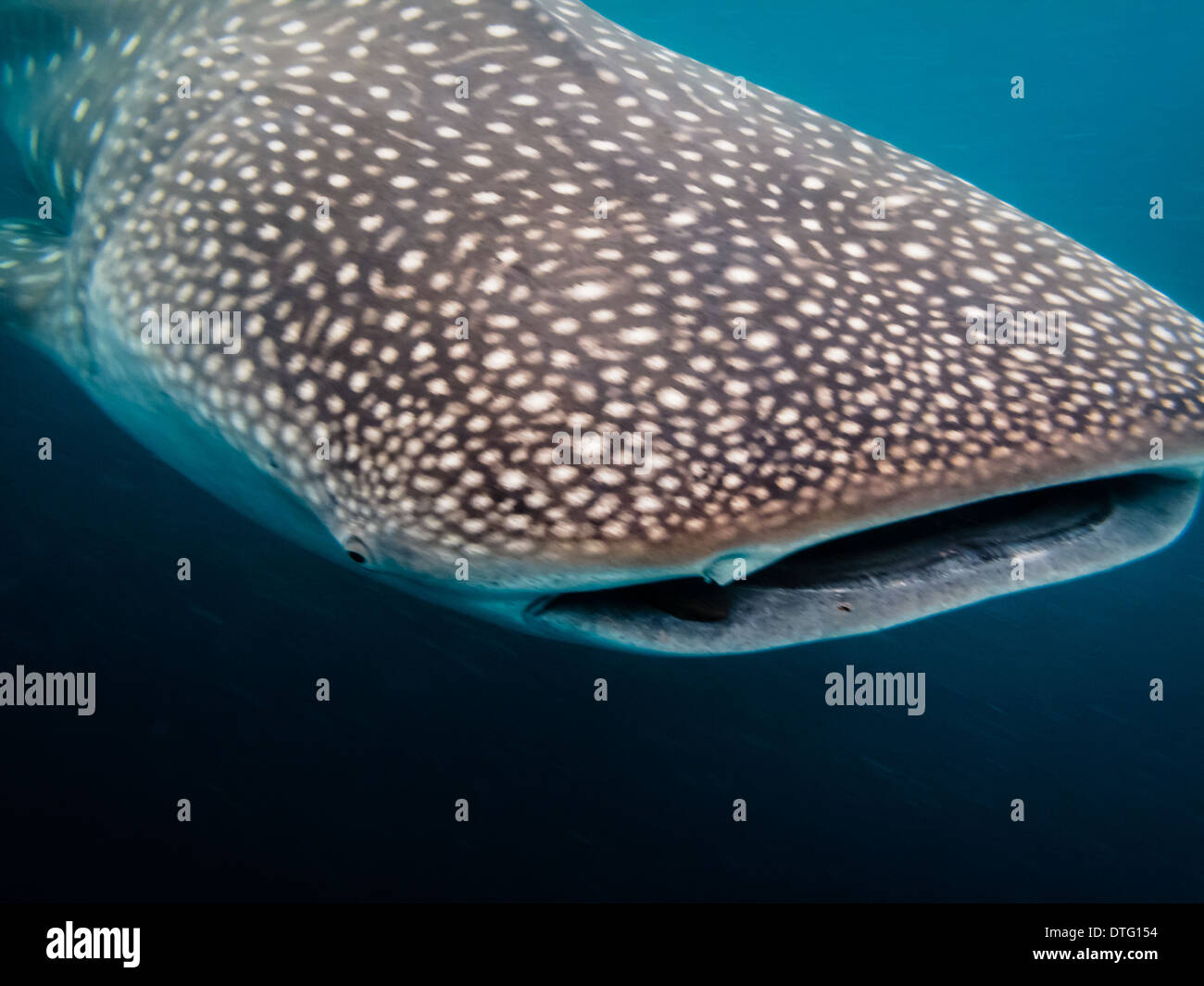 Nahaufnahme von Kopf und Mund der Walhai ist der größte Fisch und Haifisch in der Welt Stockfoto