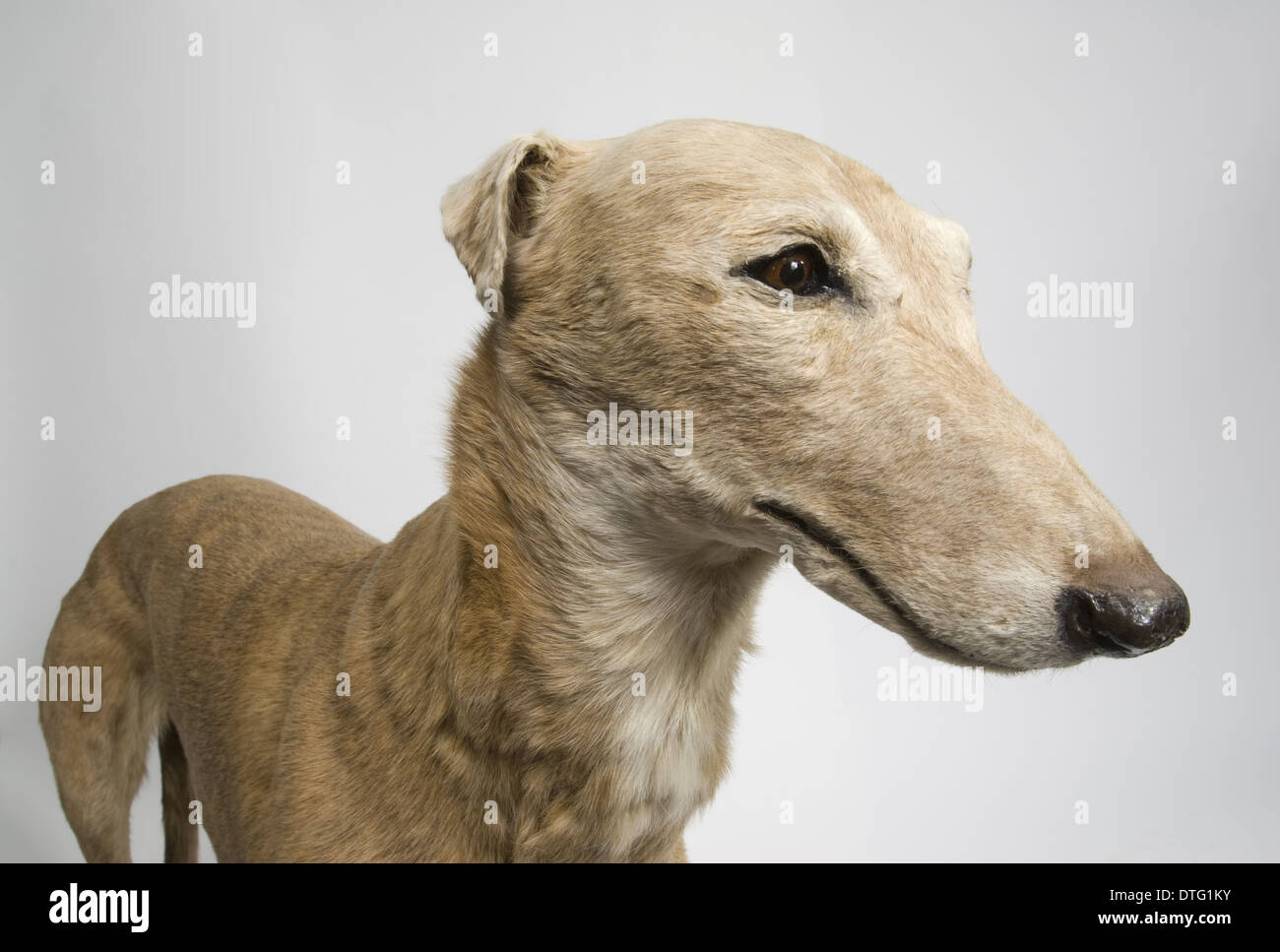 Mick Miller, Windhund Stockfoto