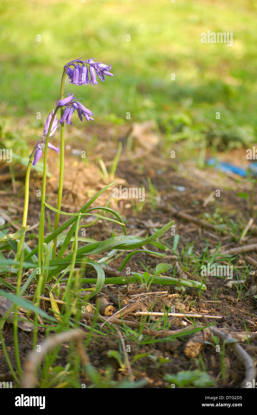 Eine einsame Glockenblume am Ufer des Flusses Clyde am Dalmarnock in Glasgow, Schottland Stockfoto