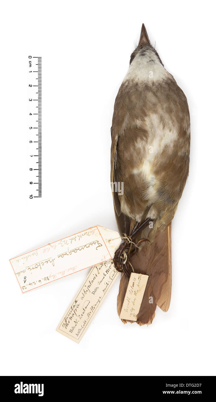 Turnagra Tanagra, North Island piopio Stockfoto