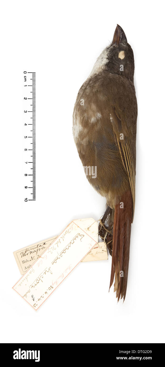 Turnagra Tanagra, North Island piopio Stockfoto