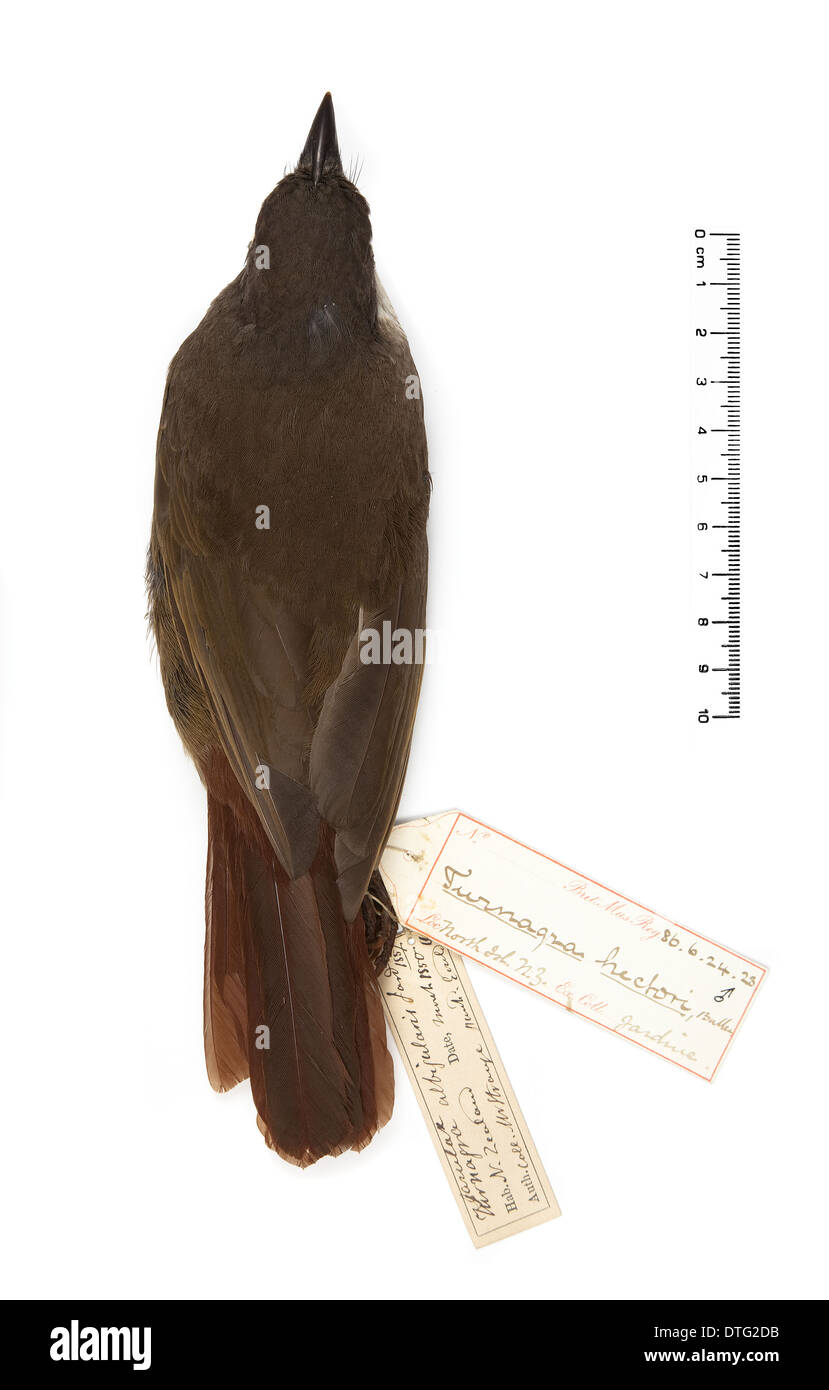 Turnagra Tanagra, North Island piopio Stockfoto