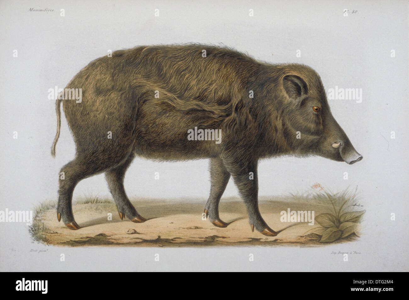 Wildschwein schwein -Fotos und -Bildmaterial in hoher Auflösung – Alamy