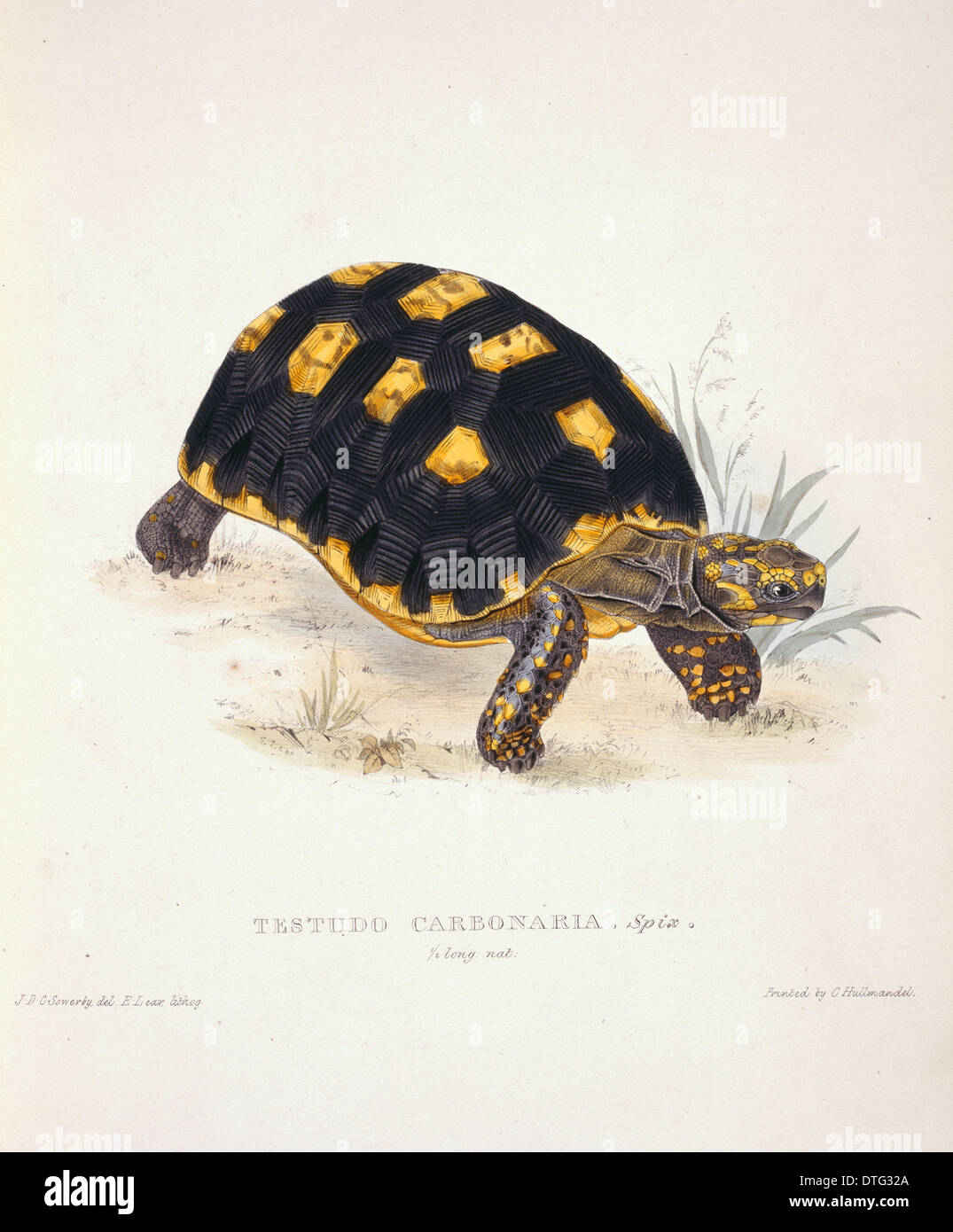 Geochelone Carbonaria, Red-footed Schildkröte Stockfoto