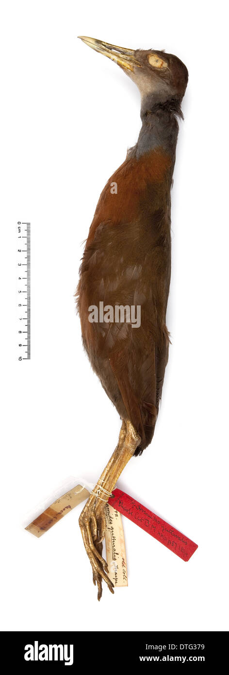 Aramide Gutturalis, Red-throated Holz-Schiene Stockfoto