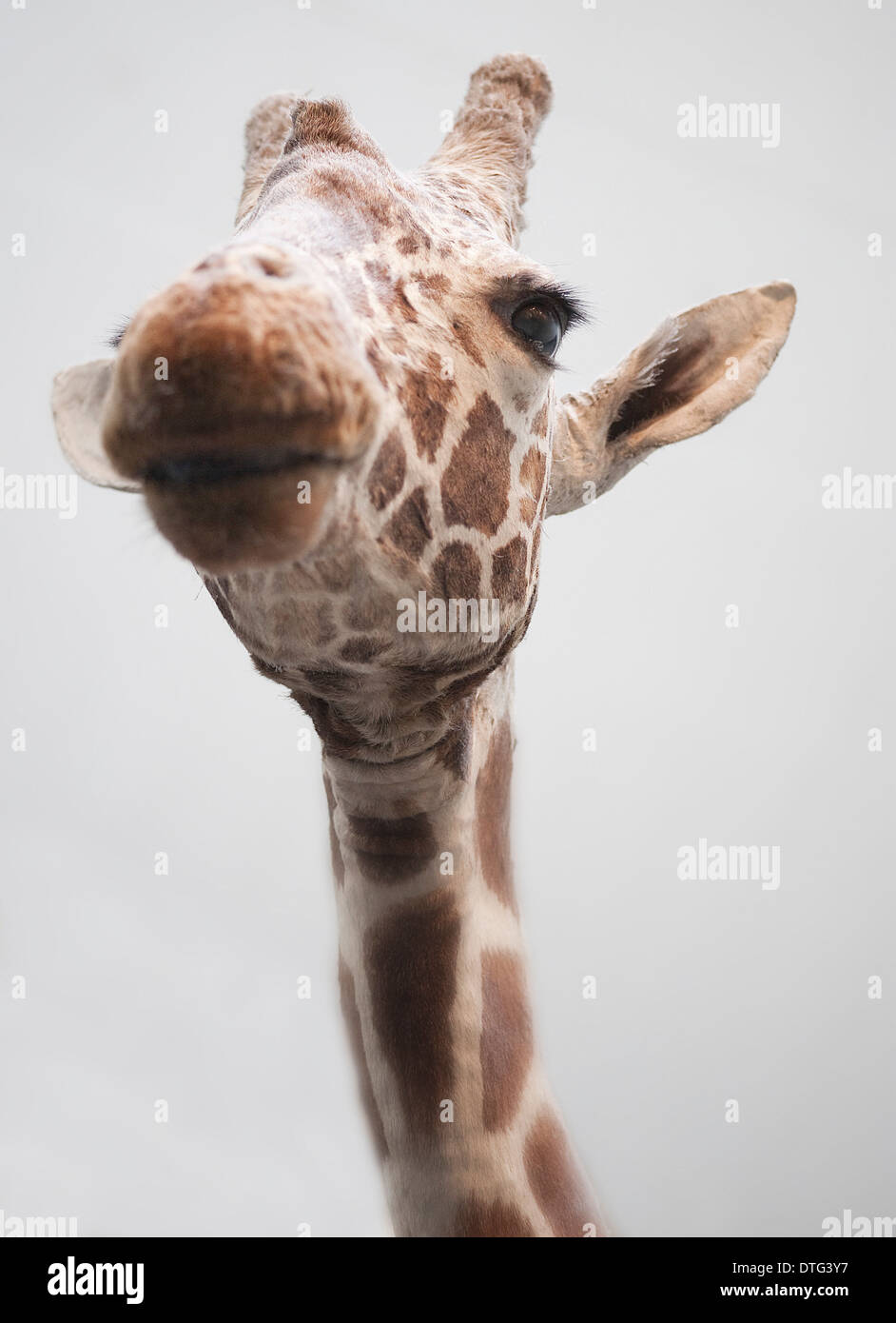 Giraffa Giraffe, giraffe Stockfoto