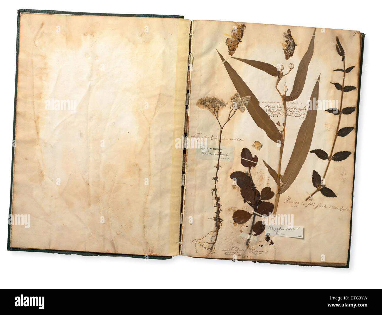 Exemplare (einschließlich Schmetterlinge) aus der Sammlung Paul Hermann Stockfoto