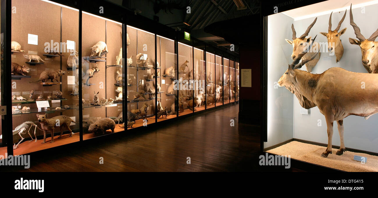 Das Natural History Museum in Tring Stockfoto