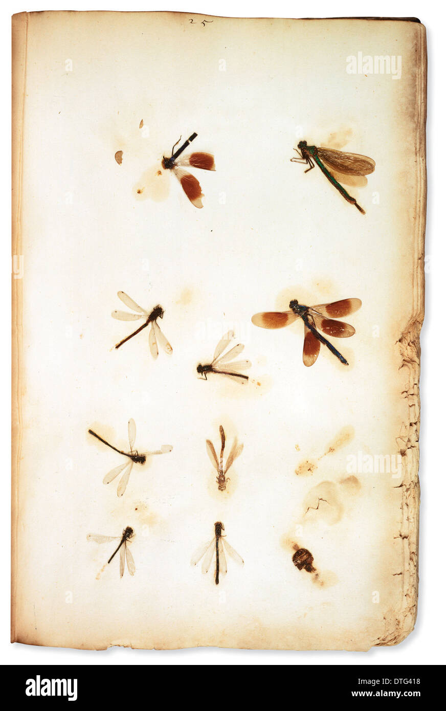 Insekten, montiert von Botaniker Leonard Plukenet (1642-1706) gedrückt. Stockfoto