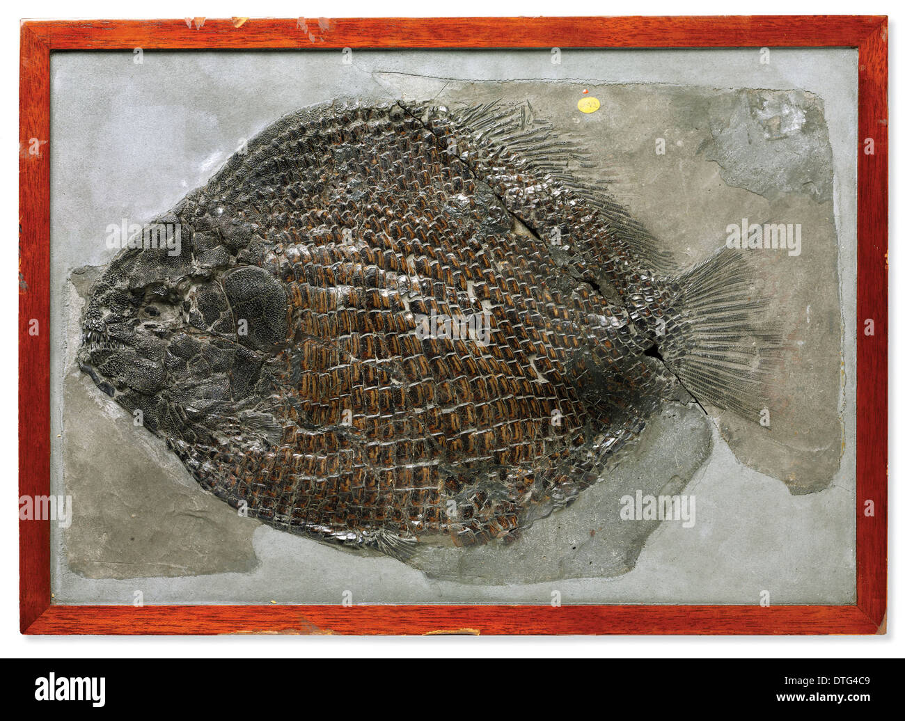 Fisch Dapedium Stockfoto