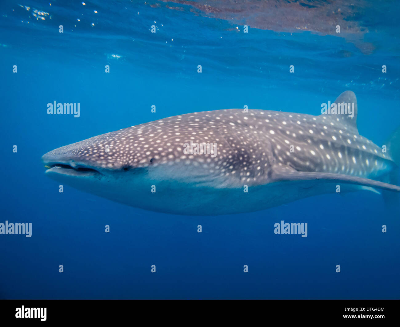 Nahaufnahme der gefleckte Kopf und Körper der Walhai im Indischen Ozean Stockfoto