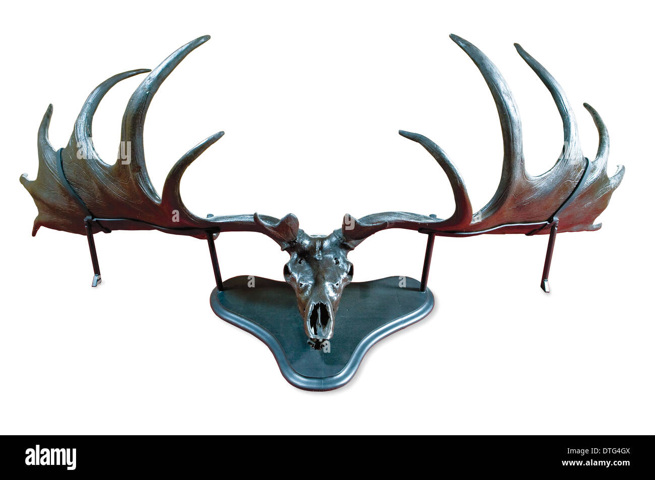 Megaloceros, irische Elch Stockfoto