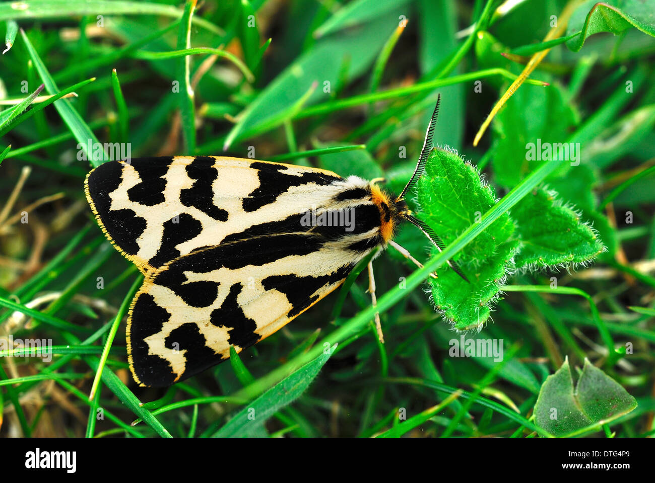 Holz Tiger moth Stockfoto
