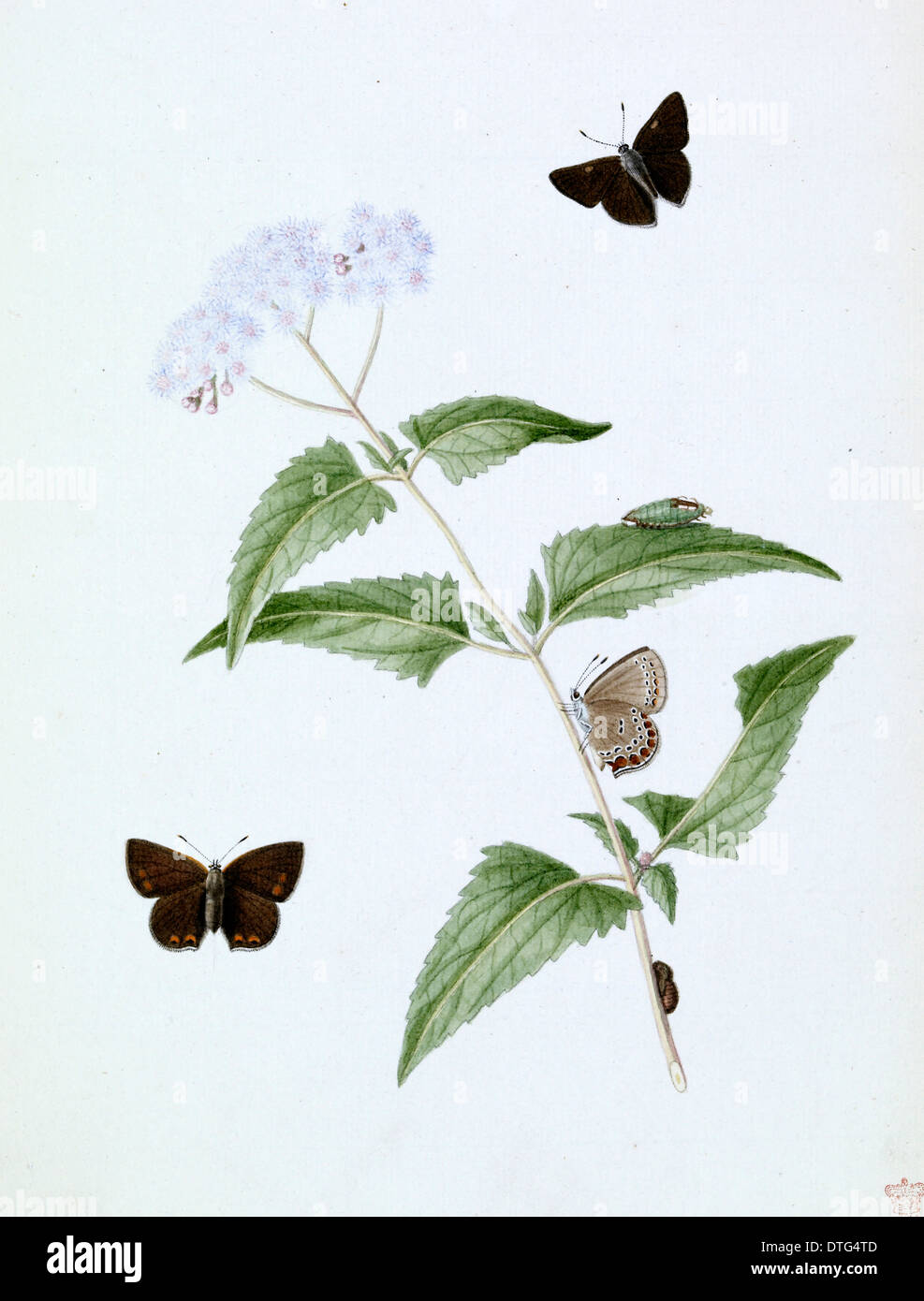 Papilio, kleine braune Schmetterling Stockfoto