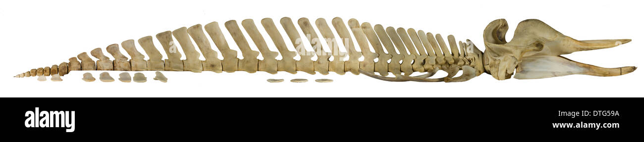 Hyperoodon Ampullatus, nördliche Entenwal Stockfoto