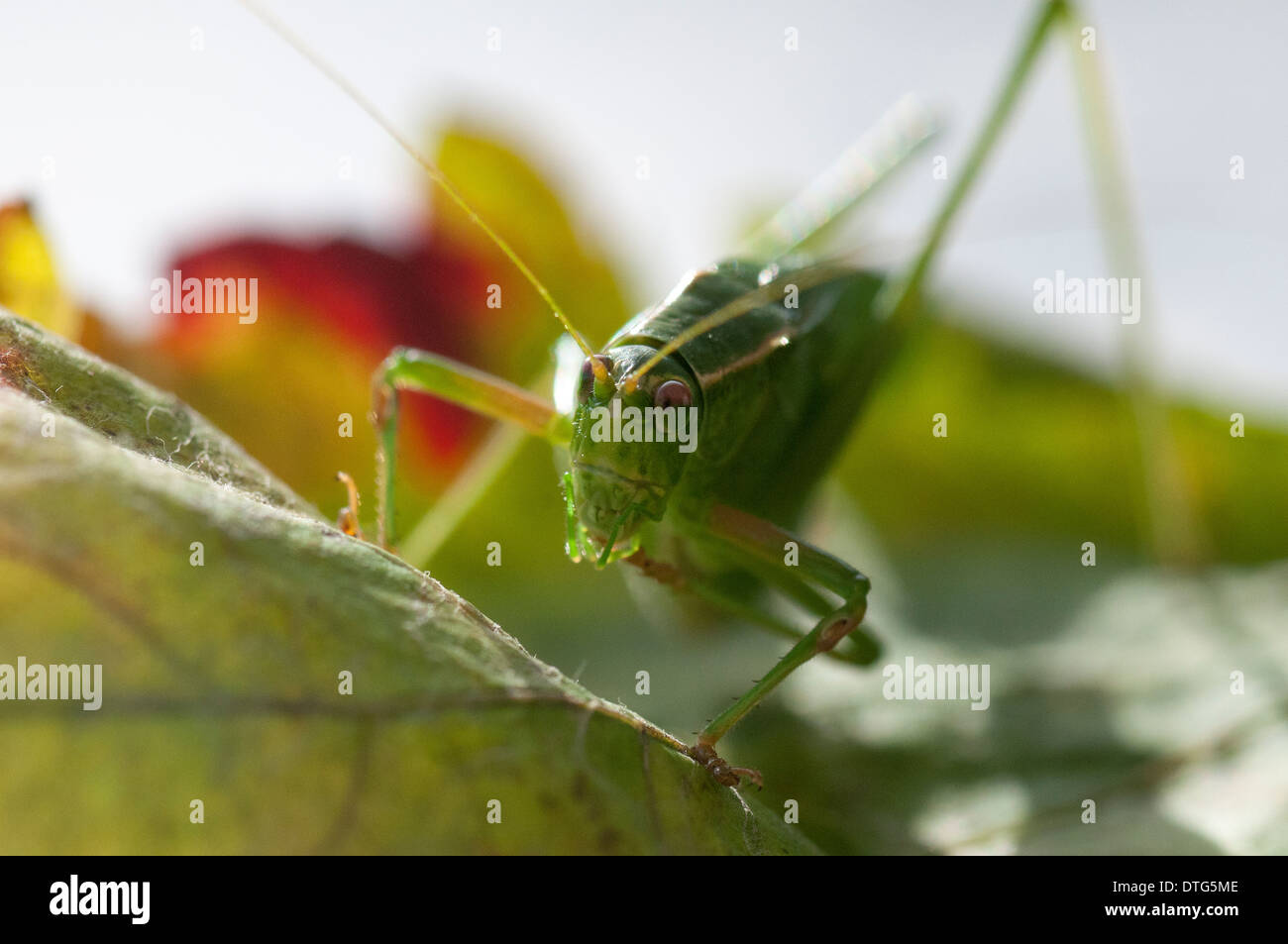 Gabel Tailed Bush Grashuepfer (Scudderia Furcata) Jagd nach Nahrung. Stockfoto