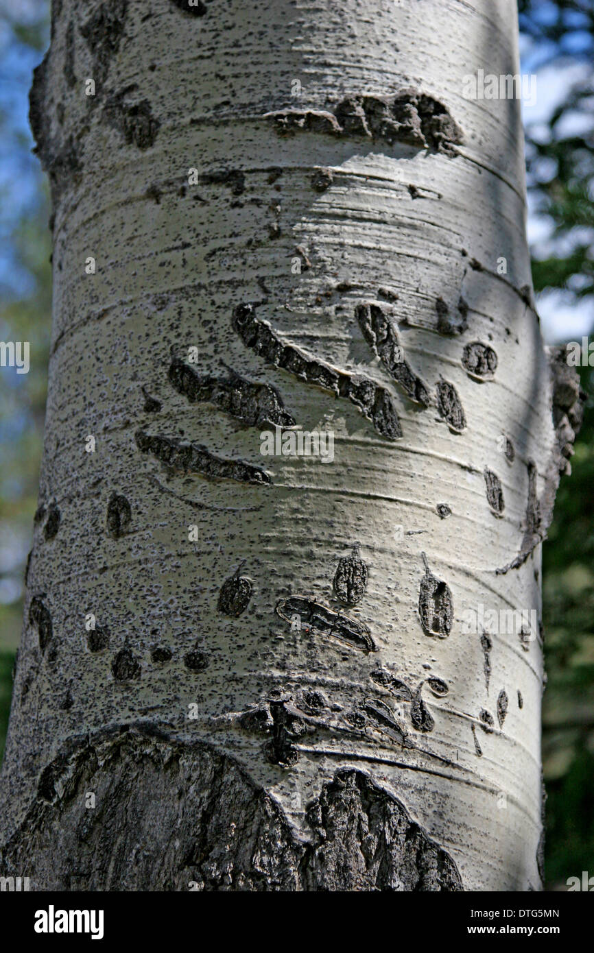 Black Bear Claw markiert auf einem Baum im Jasper National Park, Alberta Canadian Rockies Canada Stockfoto