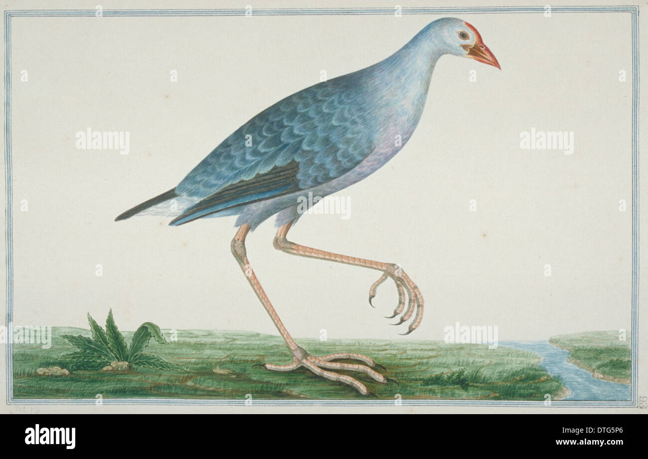 Porphyrio Porphirio Poliocephalus, lila swamphen Stockfoto