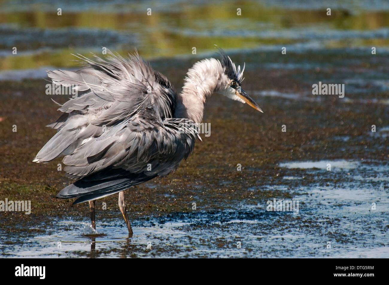 Great Blue Heron (Ardea Herodias) auf Nahrungssuche in den Feuchtgebieten von Pitt Meadows, BC, Kanada. Stockfoto