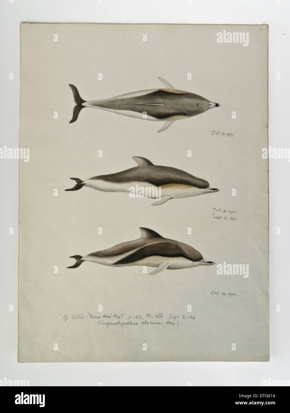 Skizze von Delfinen von Edward Wilson Stockfoto