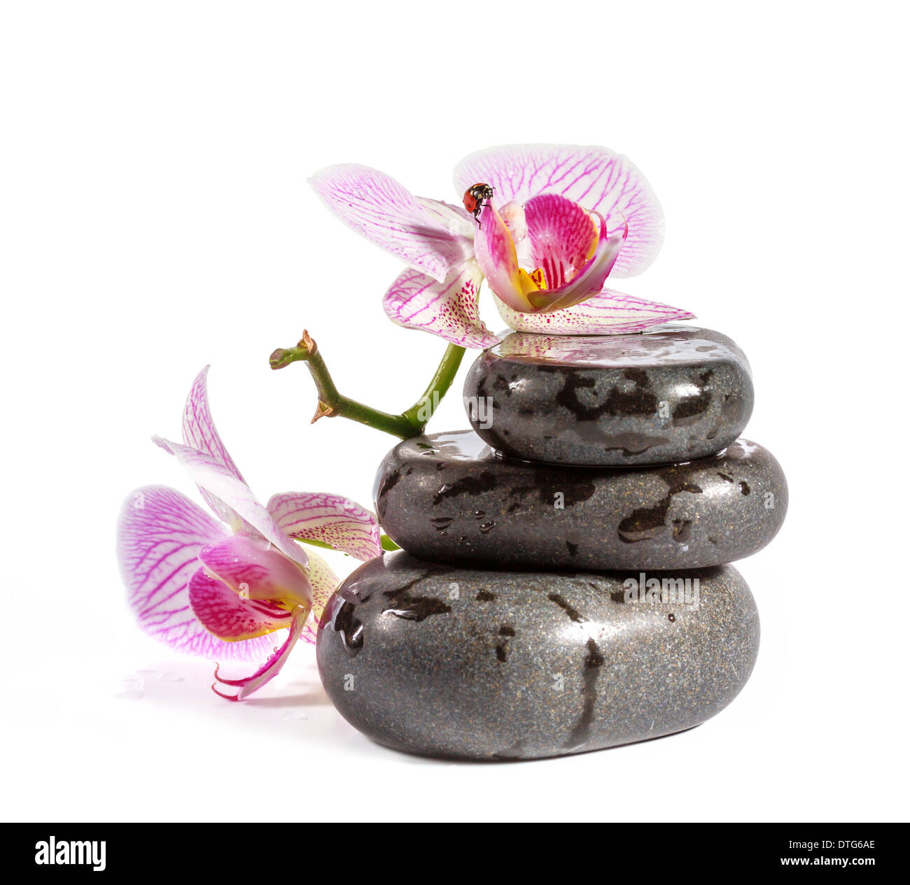Zen Steinen mit Orchidee und Marienkäfer. Isoliert auf weißem Hintergrund. Stockfoto