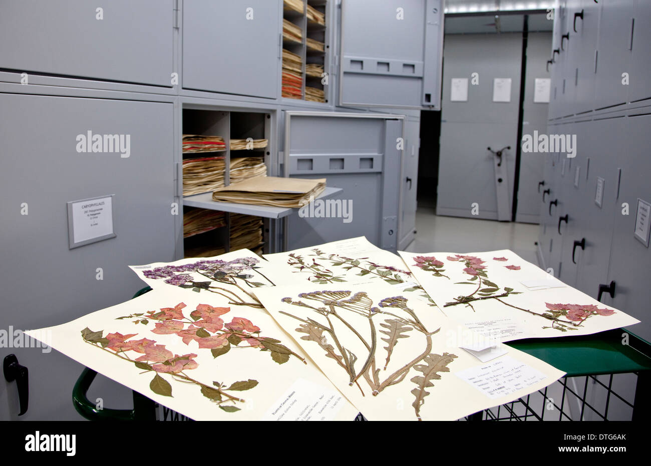 Allgemeine Herbarium, Darwin Centre Stockfoto