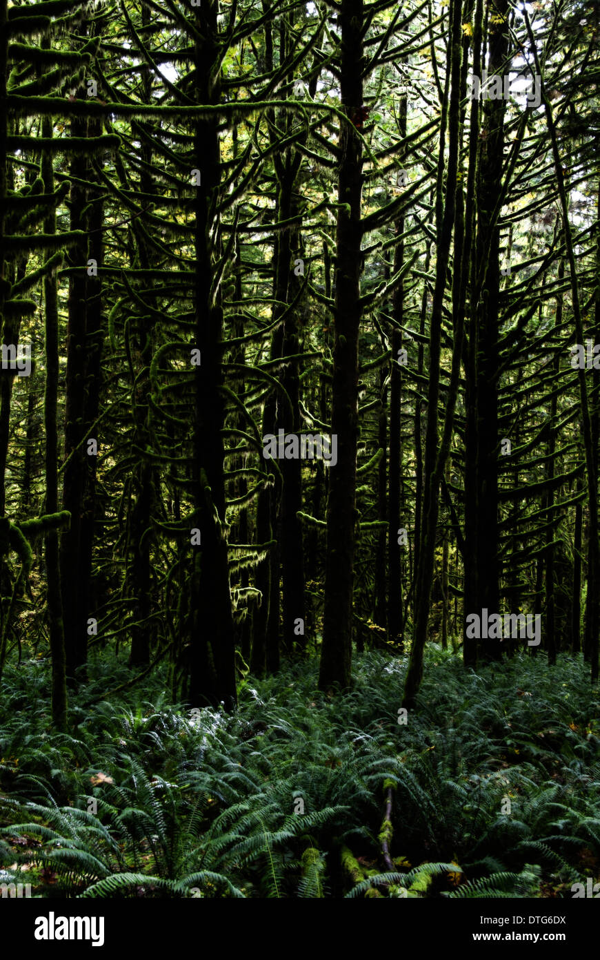 Moos hängen von herbstlichen Bäumen in Golden Ears Park, Maple Ridge, BC, Kanada Stockfoto