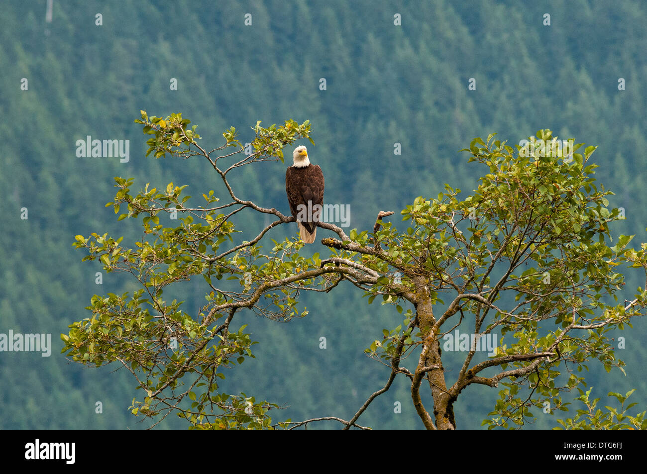 Weißkopf-Seeadler (Haliaeetus Leucocephalus) hält ein Auge auf seinem Territorium. Stockfoto