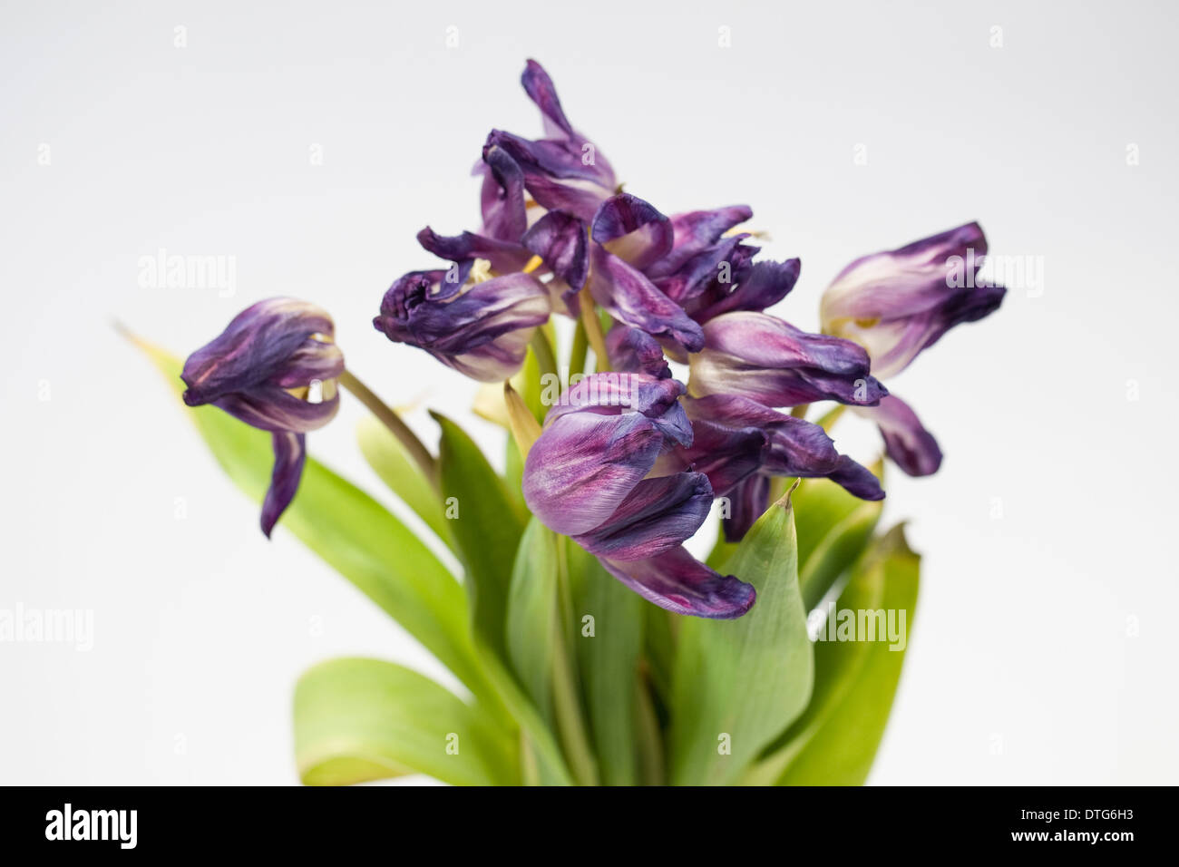 Vase mit Tulpen Blumen sterben. Stockfoto