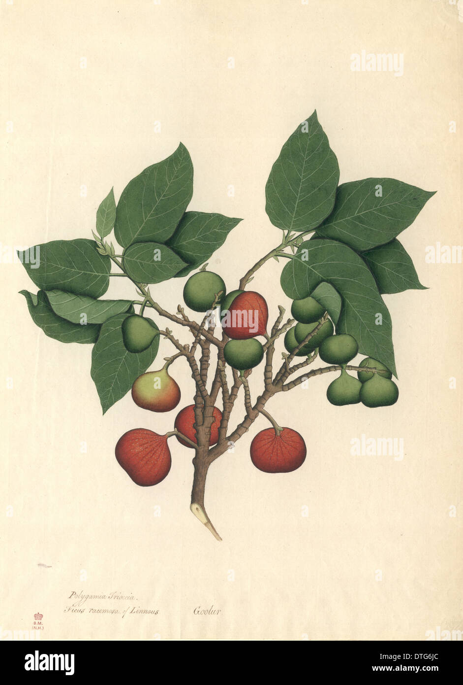 Ficus Racemosa, Cluster Fig. Stockfoto