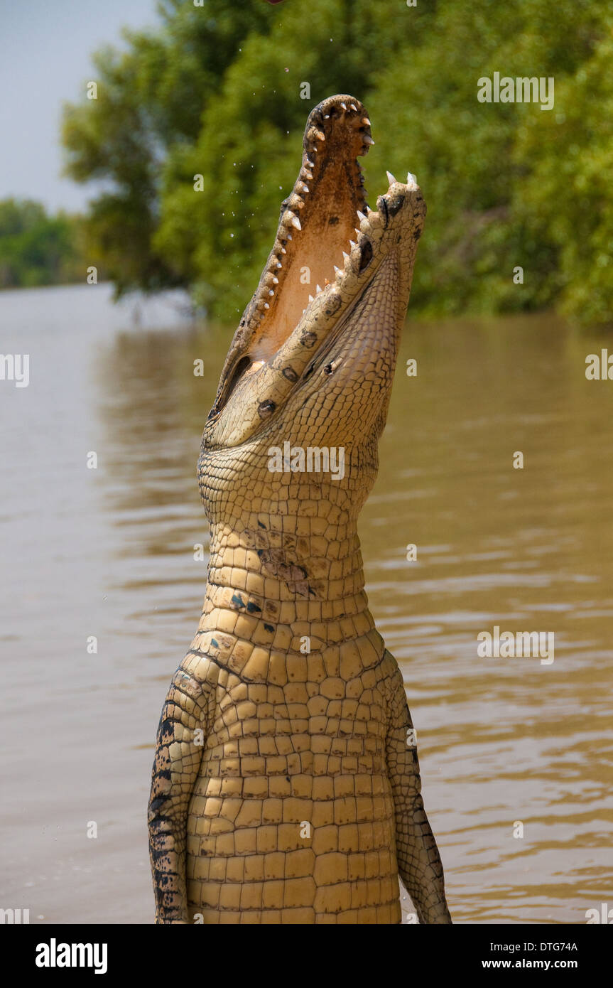 Springen, Salzwasser-Krokodil (Crocodylus Porosus), Adelaide River, Northern Territory, Australien Stockfoto