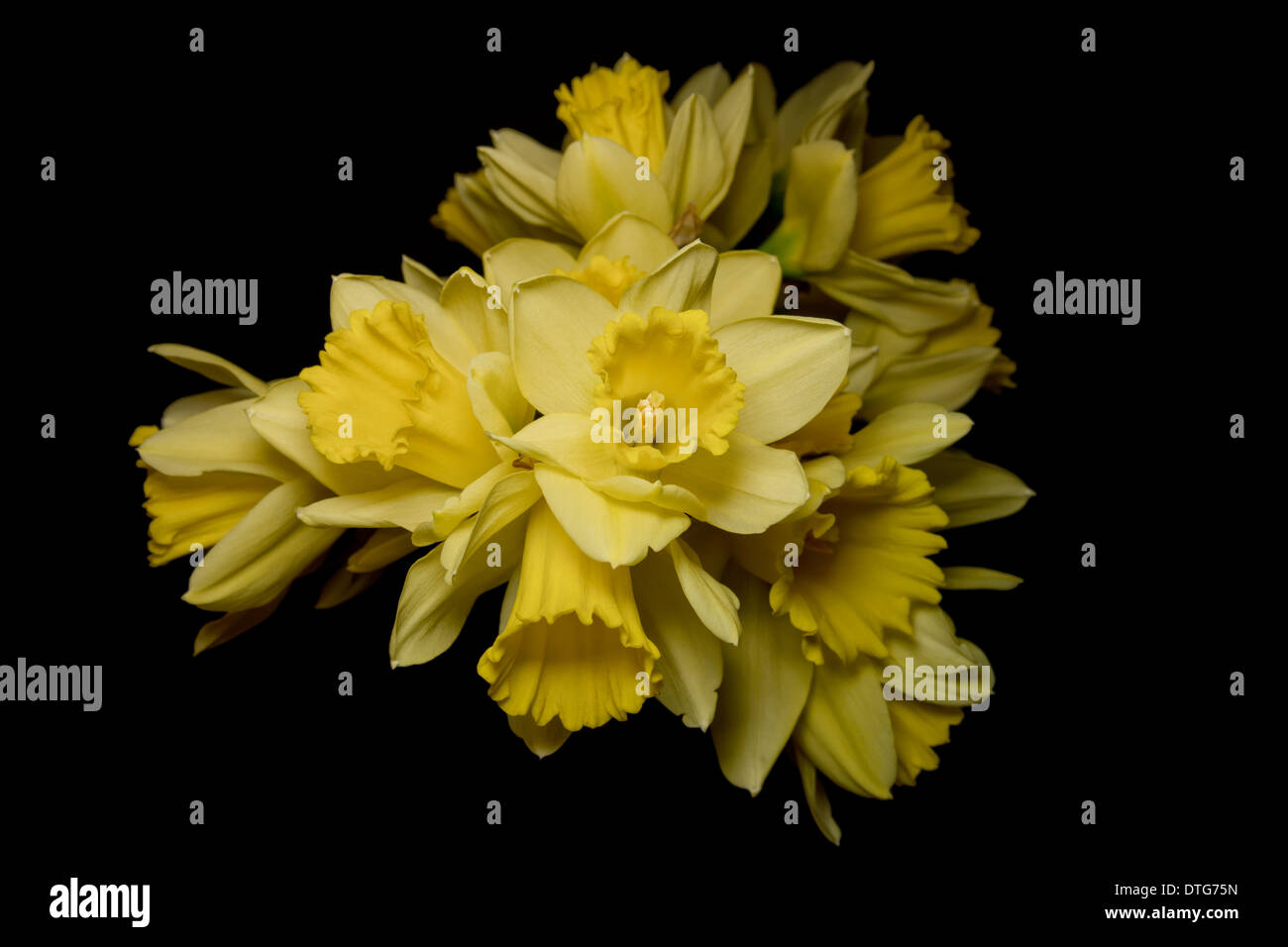 A St. Davids Tag Bündel von Narzissen Stockfoto