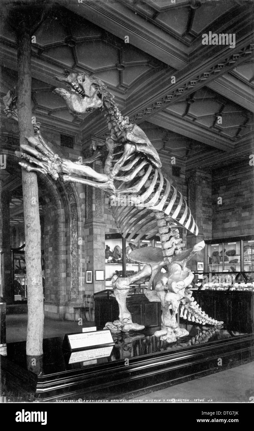 Skelett eines riesigen Boden Faultier (Megatherium Americanum). Juli 1902 Stockfoto