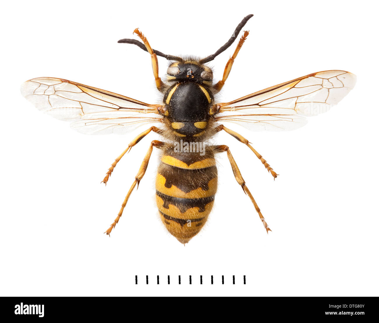 Vespula Vulgaris, gemeinsame Wespe Stockfoto