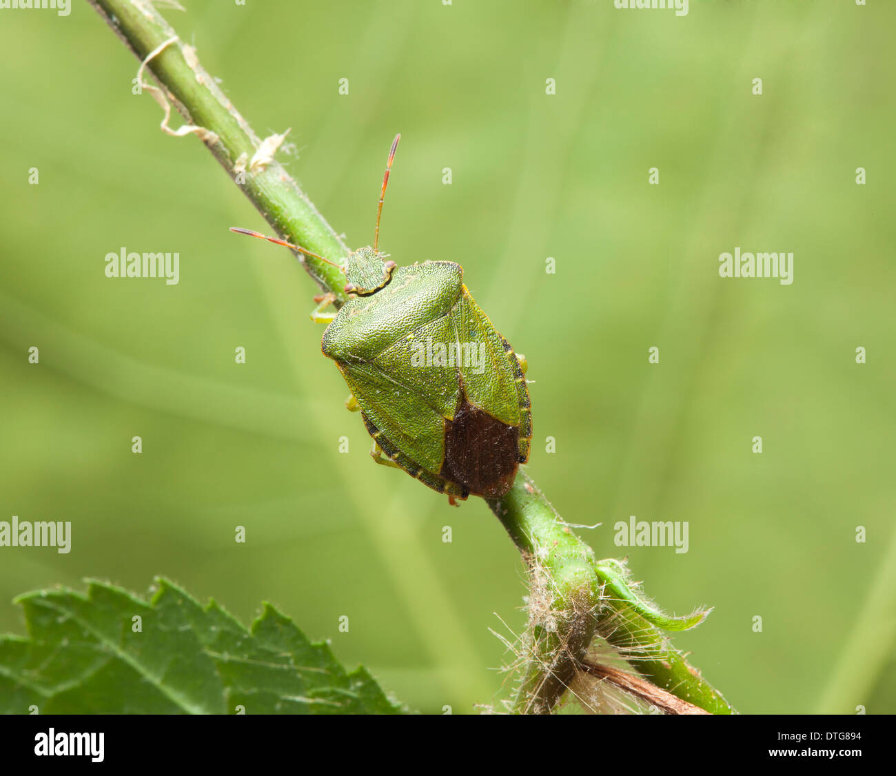 Palomena Prasina, grünen Schild bug Stockfoto