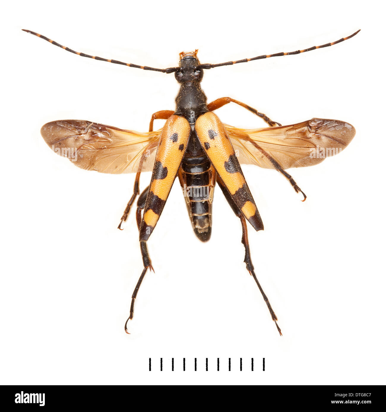 Strangalia Maculata, Longhorn Beetle Stockfoto