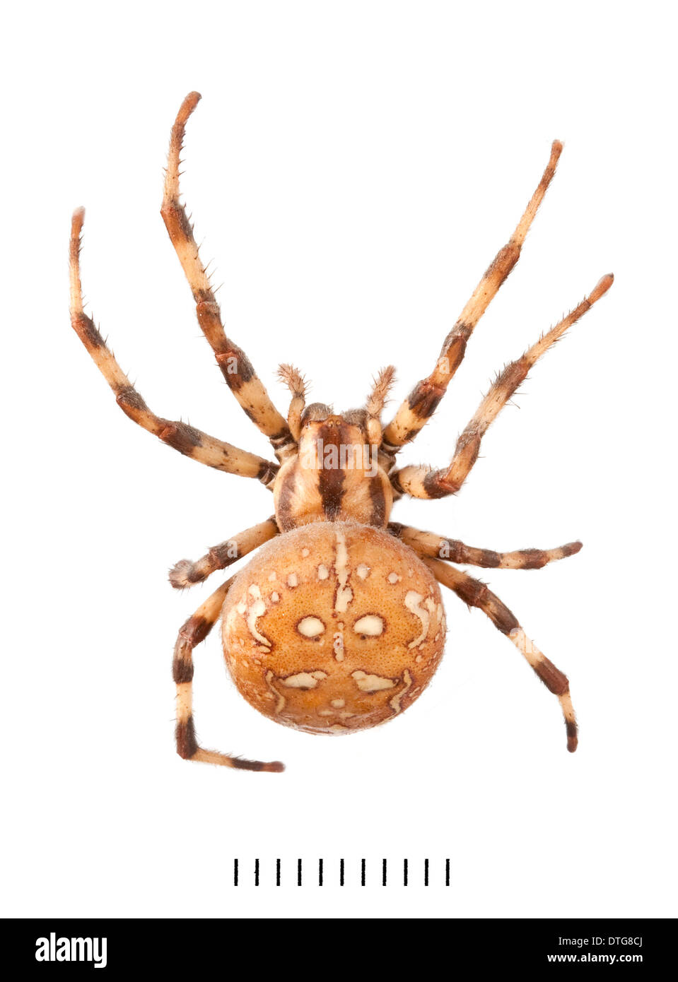 Spinnennetz Spinne Ausgeschnittene Stockfotos und -bilder - Alamy