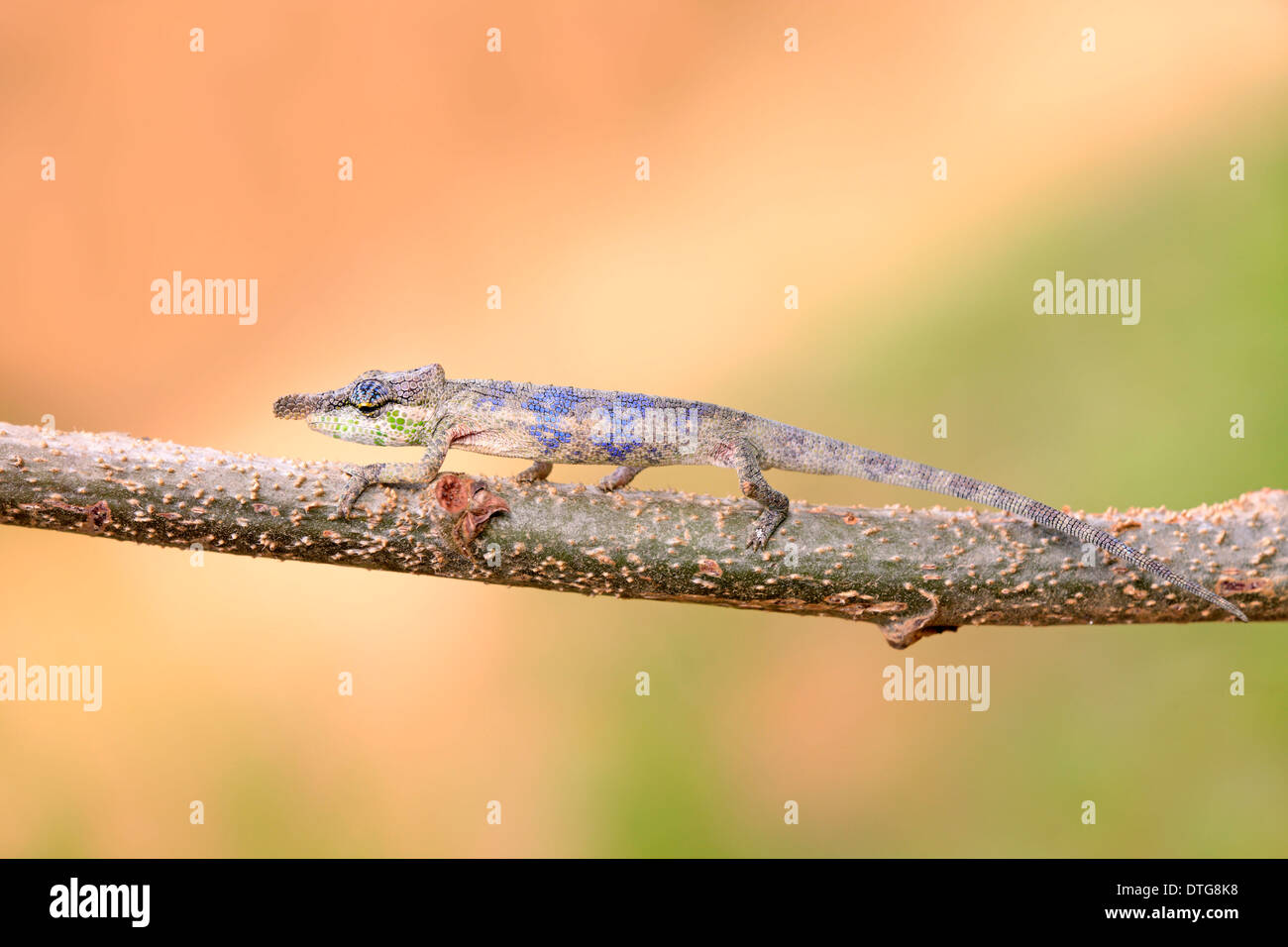 Große Nase Chamäleon, Männlich, Madagaskar / (Calumma Nasutum) / Seite Stockfoto