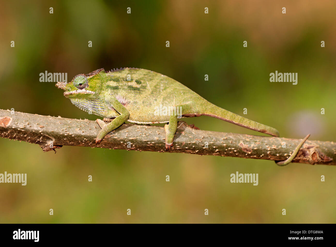 Große Nase Chamäleon, Weiblich, Madagaskar / (Calumma Nasutum) / Seite Stockfoto