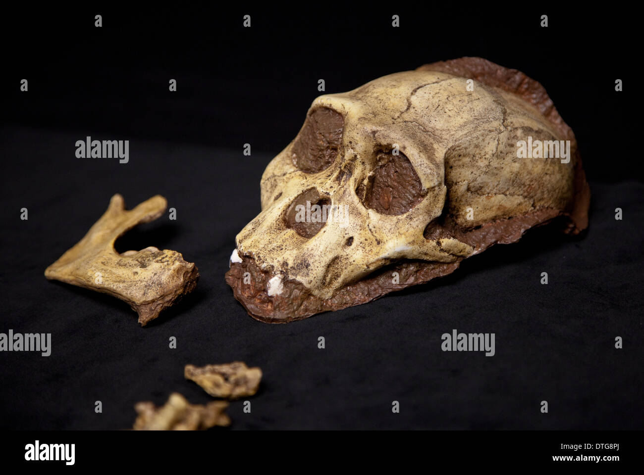 Australopithecus sediba Stockfoto
