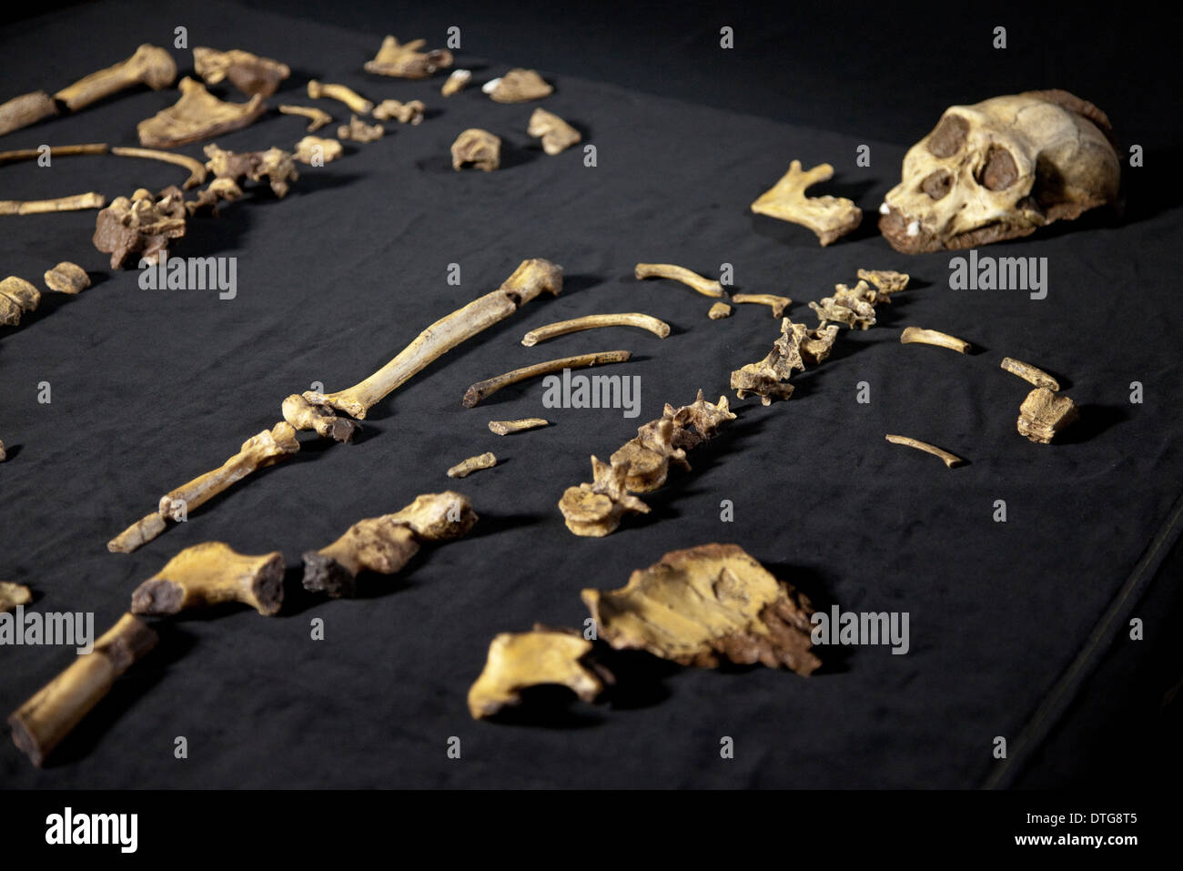 Australopithecus sediba Stockfoto