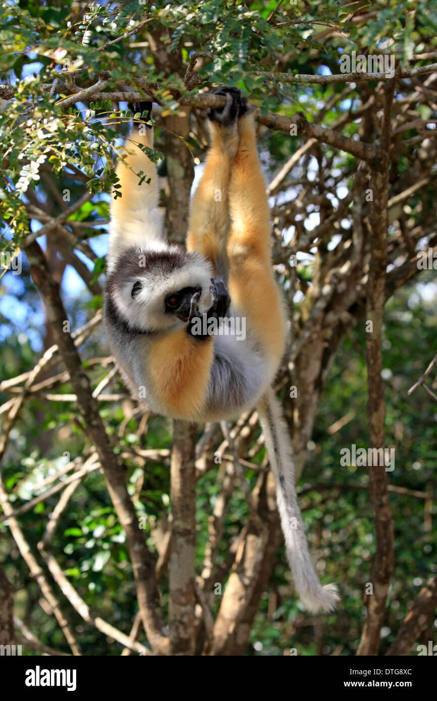 Maughold Sifaka, Madagaskar / (Propithecus Diadema) Stockfoto