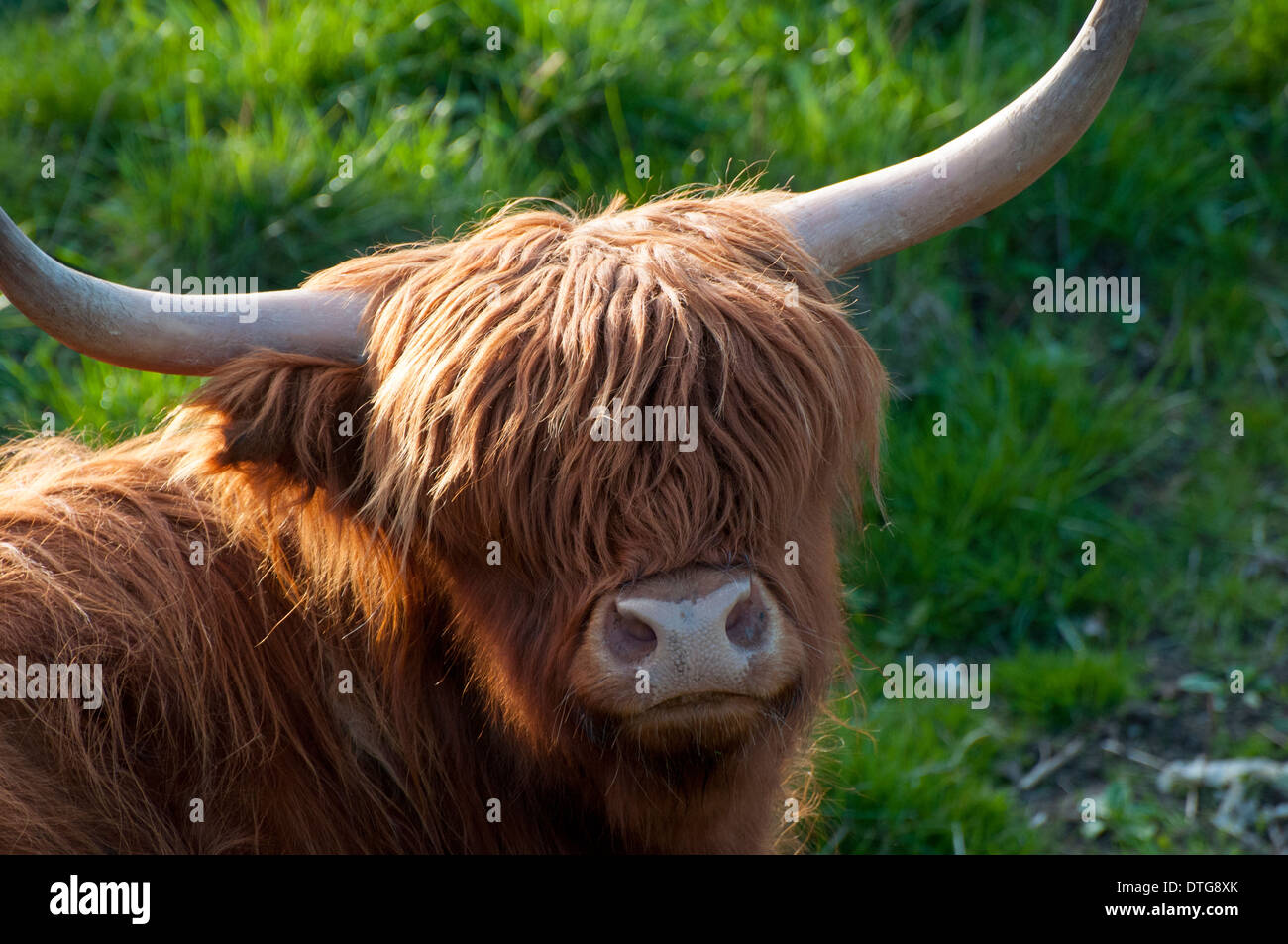 Wilden schottischen Rindfleisch Stockfoto