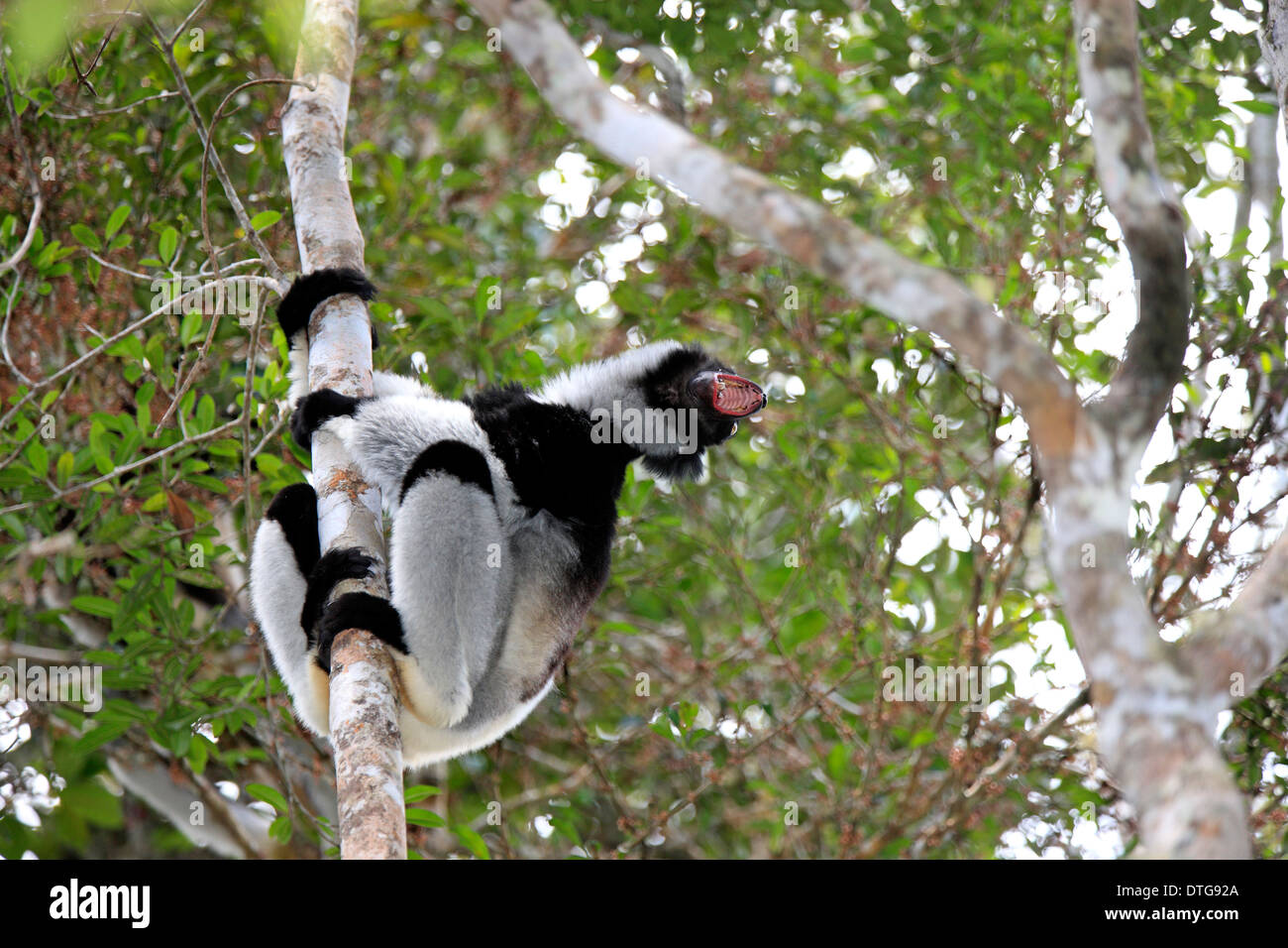 Indri, Perinet Game Reserve, Andasibe, Madagaskar / (Indri Indri) Stockfoto