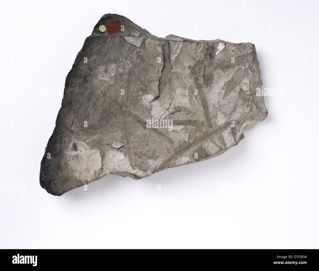 Glossopteris Indica, Antarktis fossilen Blatt Stockfoto