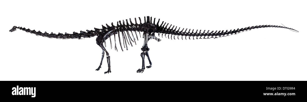 Diplodocus-Skelett Stockfoto