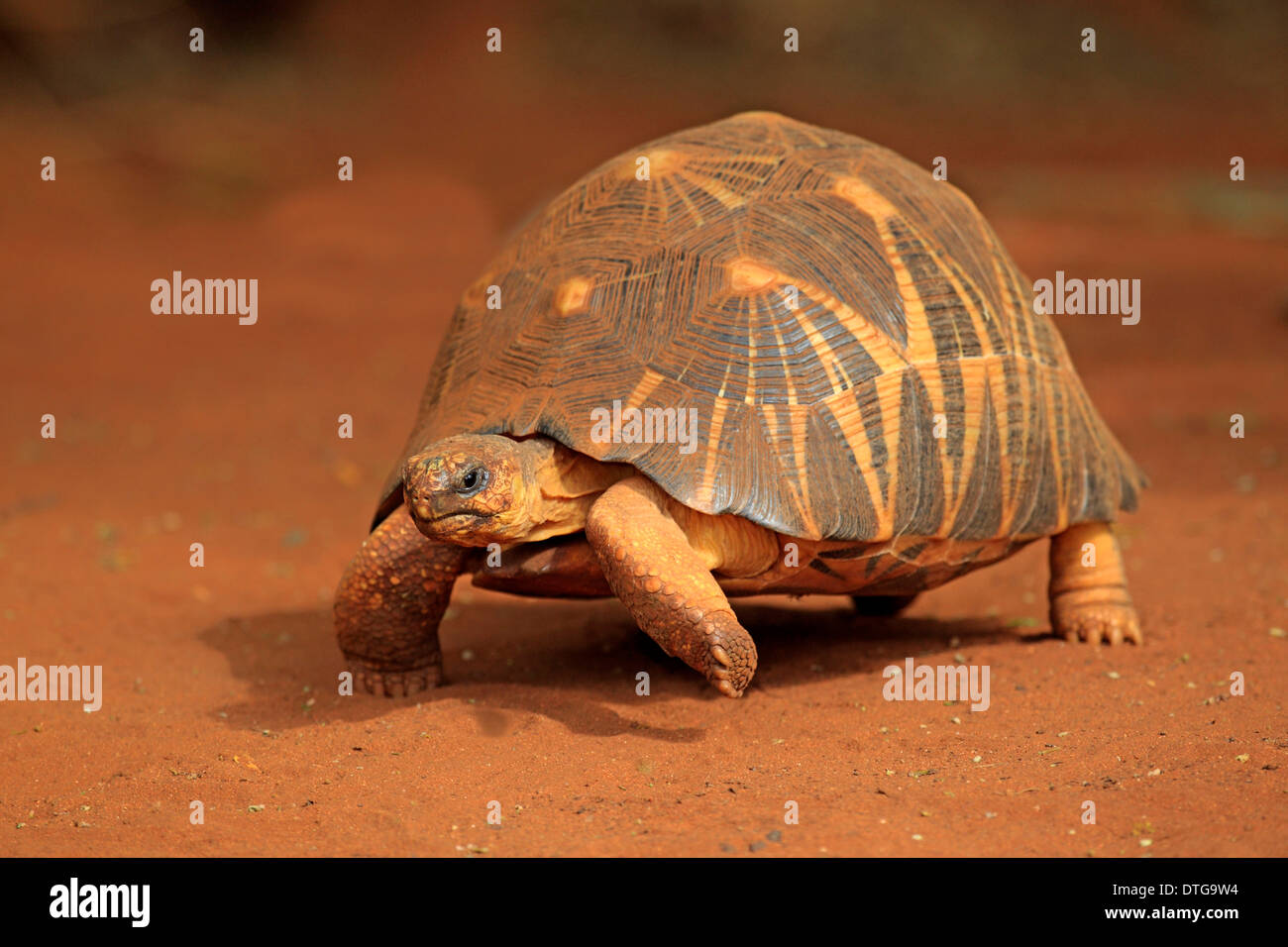 Madagaskar strahlte Schildkröte, Berenty Reserve, Madagaskar / (Geochelone Radiata) Stockfoto