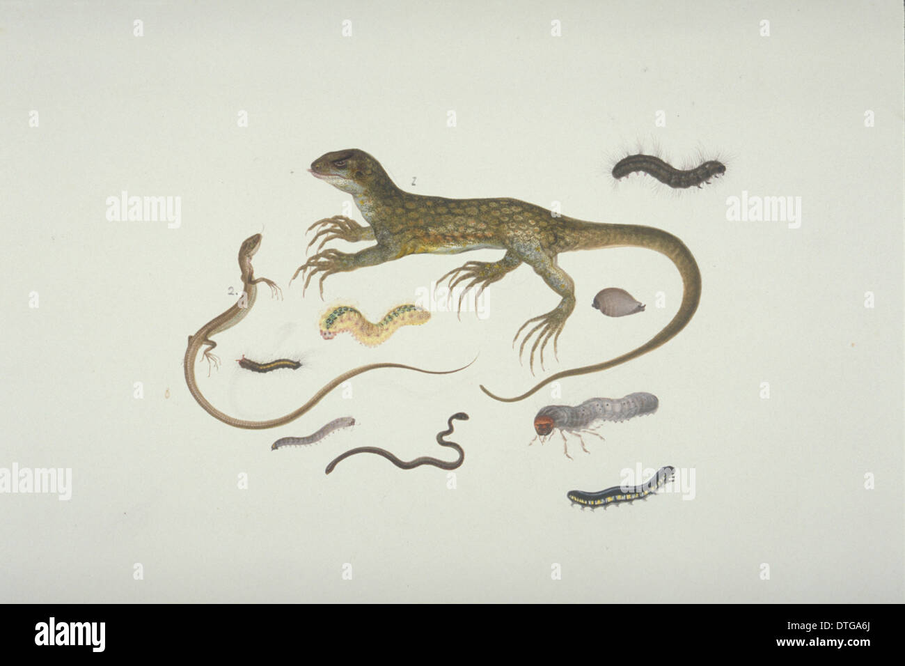 Platte 100 aus der Sammlung von John Reeves (Zoologie) Stockfoto