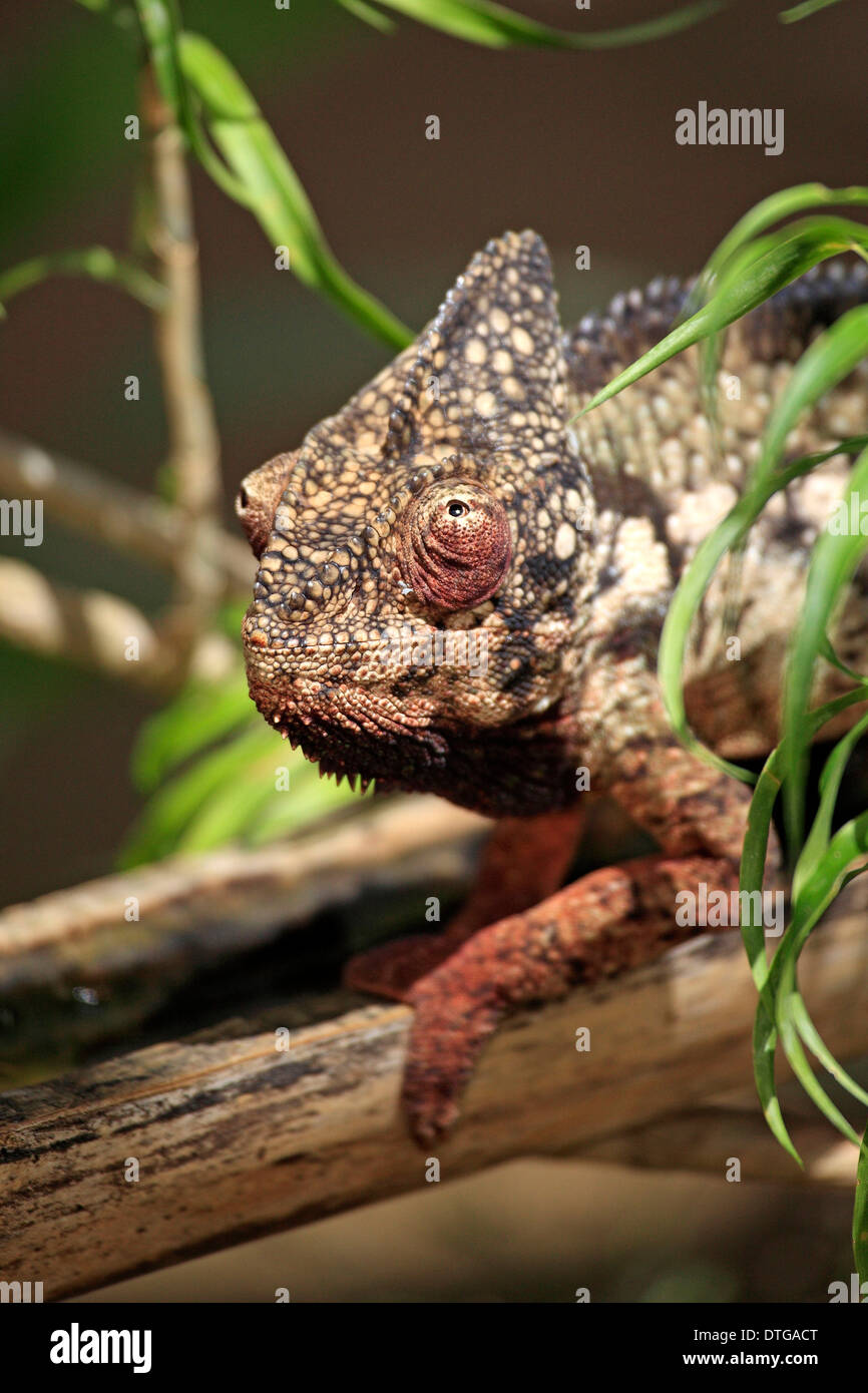 Madagassische riesige Chamäleon, Männlich, Madagaskar / (Furcifer Oustaleti) / Oustalet Chamäleon Stockfoto