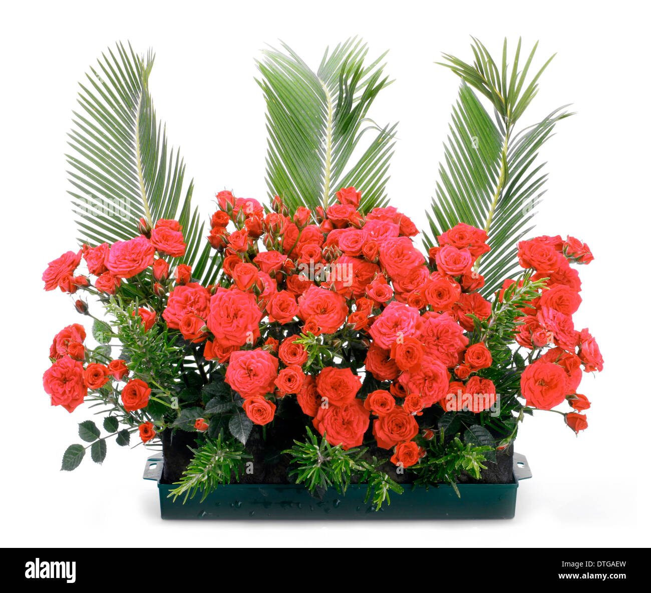 Blumentopf mit kleinen roten Rosen und Niederlassungen von Cycas Revoluta. Stockfoto